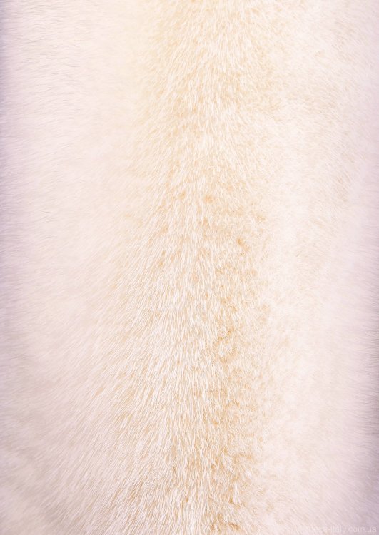Купить  Шуба бело-молочная норковая с воротником из рыси Агнесс (арт.0244) по самой низкой цене