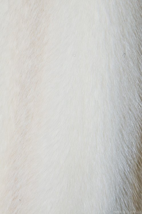 Купить  Шуба норковая белая расклешенная Лучиана (арт. 2125) по самой низкой цене