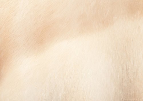 Купить  Полушубок из меха норки цвета молочная карамель (арт.2049) по самой низкой цене